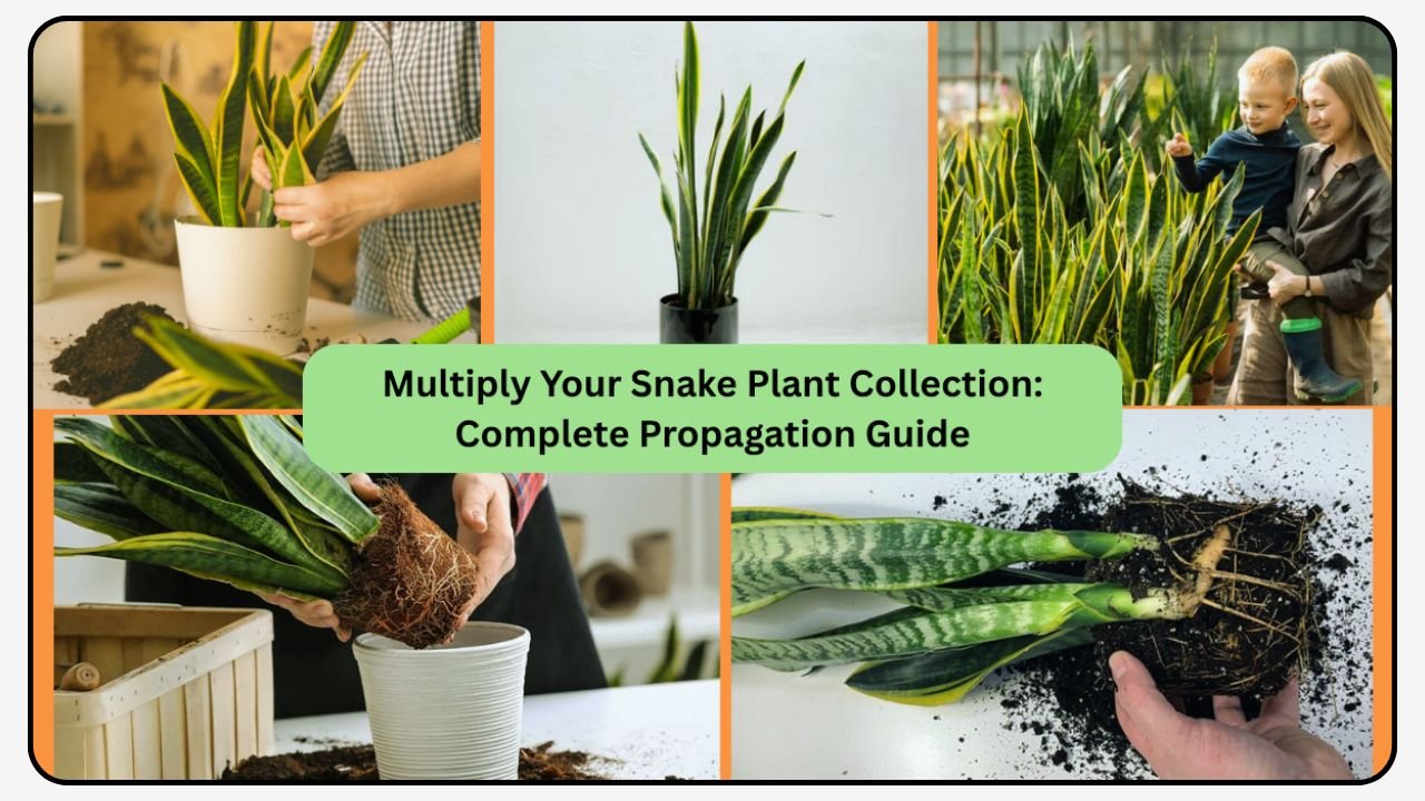 How to Propagate a Snake Plant the Easy Way – Multiply Your Plants at Home!